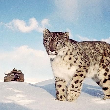 Snow Leopard Trek